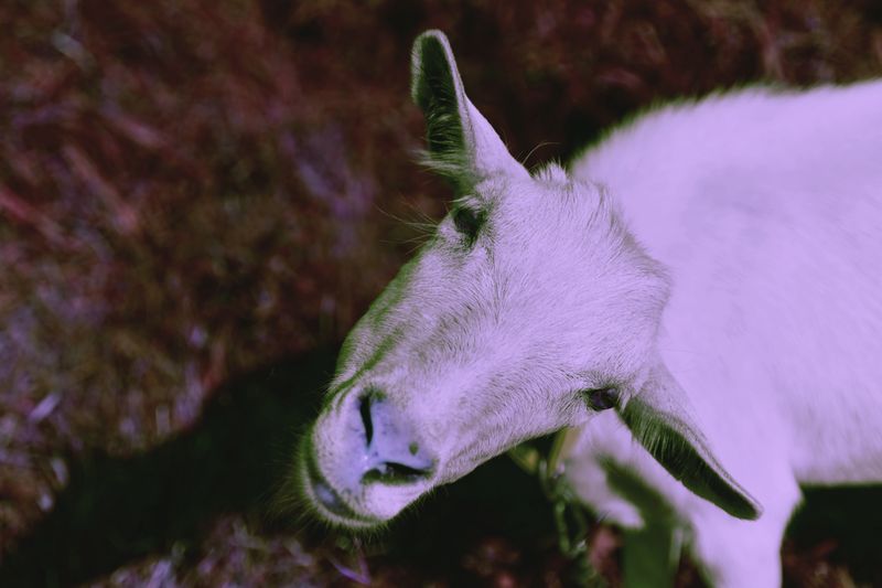 © Elena Bandurka - Image from the Pop Art animal photography project