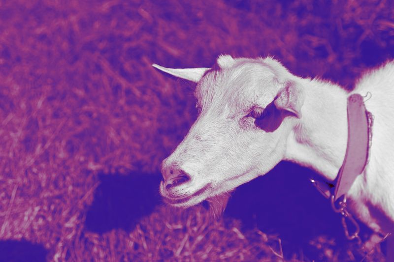 © Elena Bandurka - Image from the Pop Art animal photography project