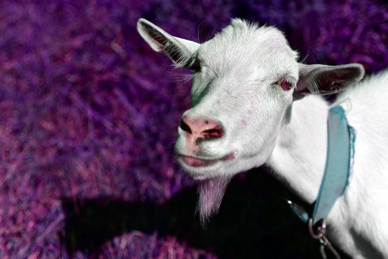 © Elena Bandurka - Image from the Pop Art animal photography project