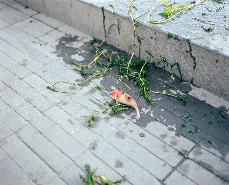 © Tianxi Wang - Image from the So long, and thanks for all the fish photography project