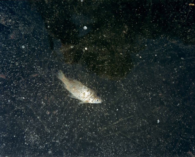 © Tianxi Wang - Image from the So long, and thanks for all the fish photography project