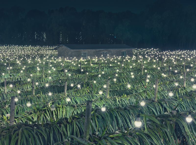 © Tianxi Wang - Dragon Fruit Plantation After Sunset