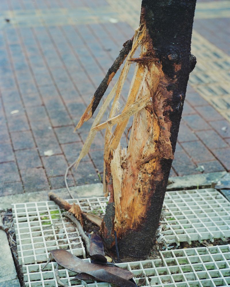 © Tianxi Wang - Tree Injured in a Car Accident