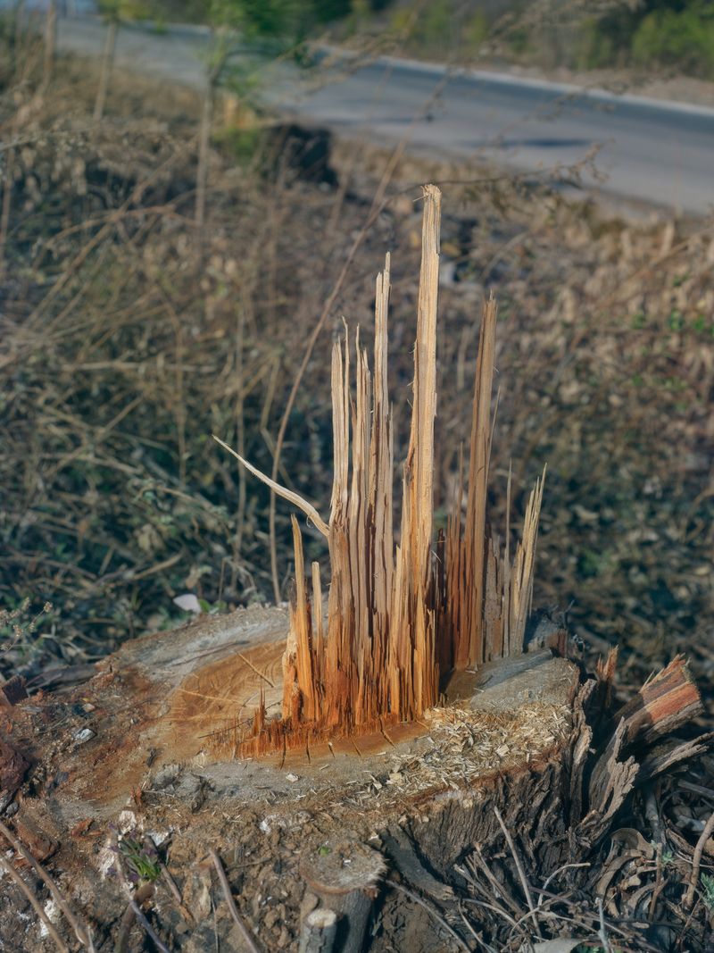 © Tianxi Wang - Wood splinters remaining on a tree stump.