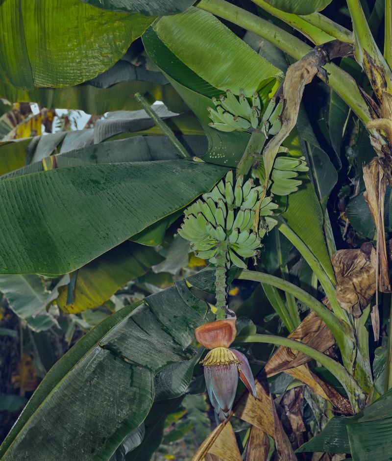 © Tianxi Wang - Banana Blossom