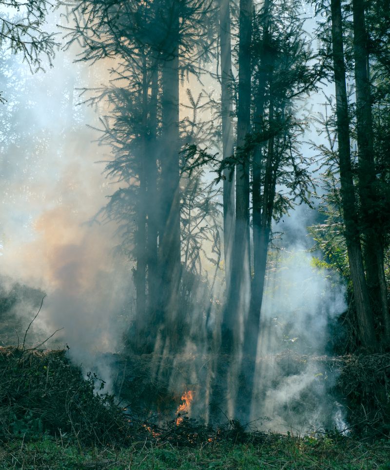 © Tianxi Wang - A burning forest.