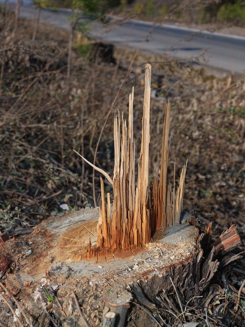 © Tianxi Wang - Wood splinters remaining on a tree stump.