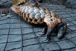 The Price of Bushmeat