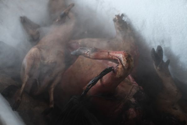 © Nyani Quarmyne - Image from the The Price of Bushmeat photography project