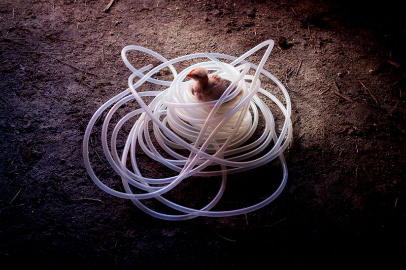 © Maria Oliveira - Image from the It’s still morning photography project