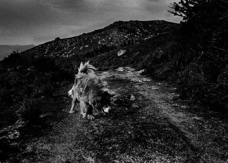 © Maria Oliveira - my dog, ponte de lima, portugal