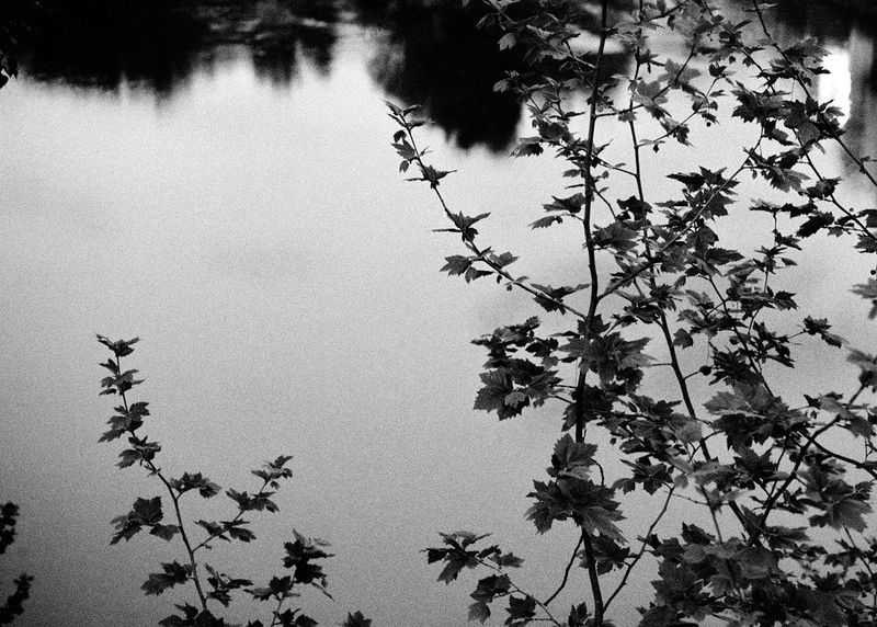© Maria Oliveira - branches, ponte de lima, portugal