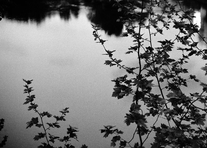 © Maria Oliveira - branches, ponte de lima, portugal