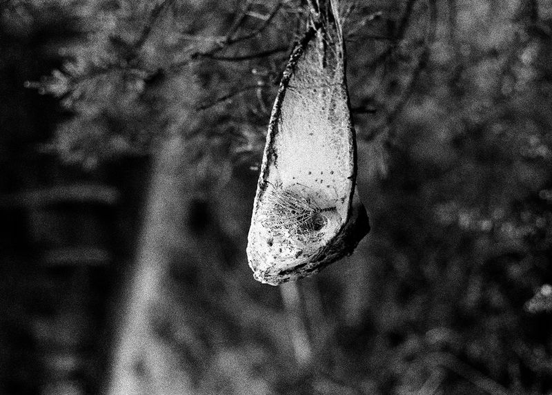 © Maria Oliveira - cocoon, ponte de lima, portugal