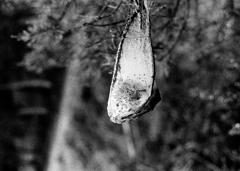 © Maria Oliveira - cocoon, ponte de lima, portugal