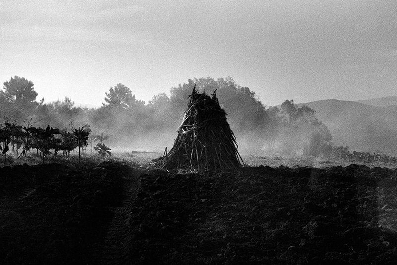 © Maria Oliveira - field scene, ponte de lima, portugal