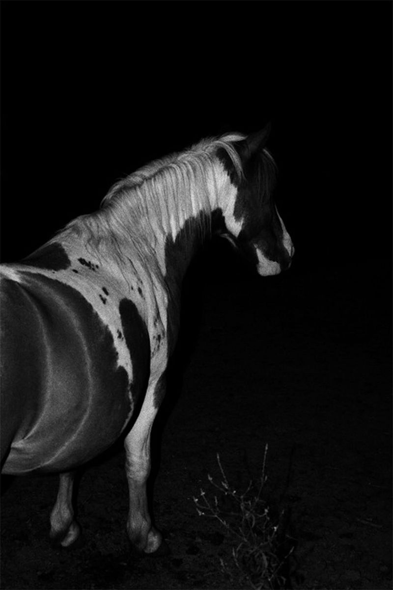 © Maria Oliveira - Image from the under the surveillance of ancient animals photography project