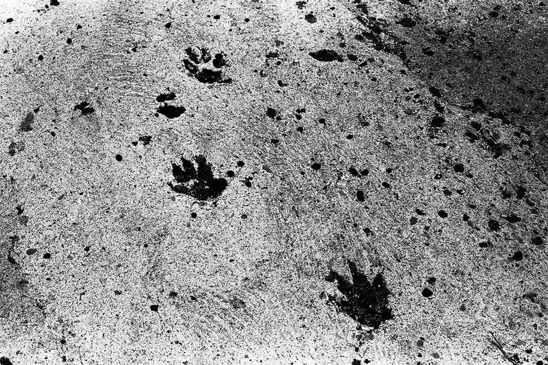 © Maria Oliveira - footprints, ponte de lima, portugal