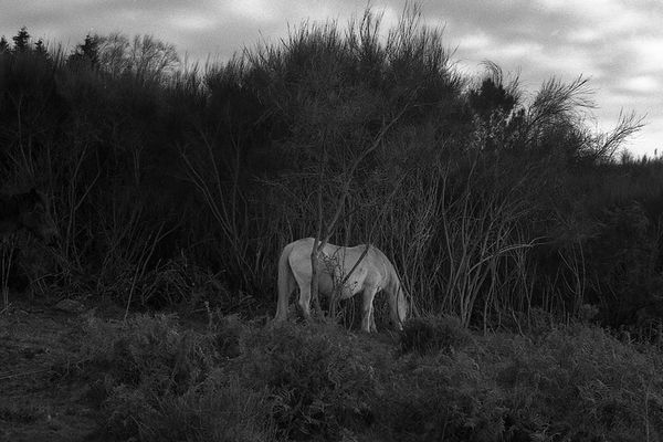 © Maria Oliveira - white horse, ponte de lima, portugal