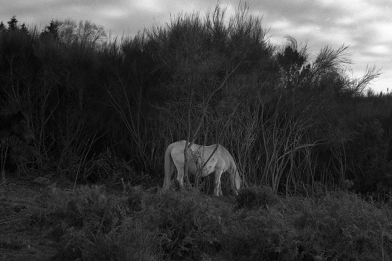 © Maria Oliveira - white horse, ponte de lima, portugal