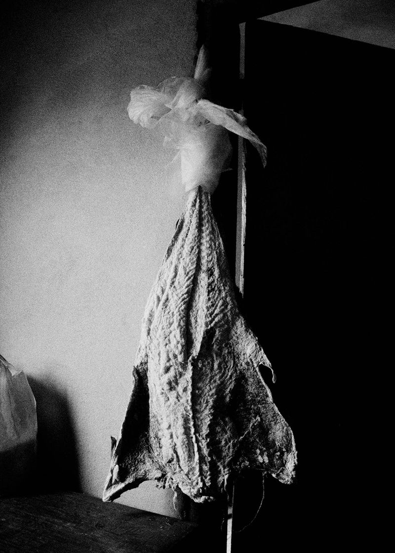 © Maria Oliveira - Image from the under the surveillance of ancient animals photography project