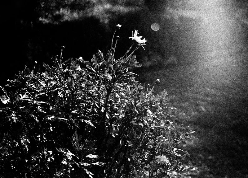 © Maria Oliveira - first sun, ponte de lima, portugal