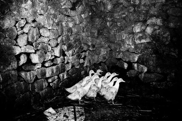 © Maria Oliveira - ducks, ponte de lima, porgual