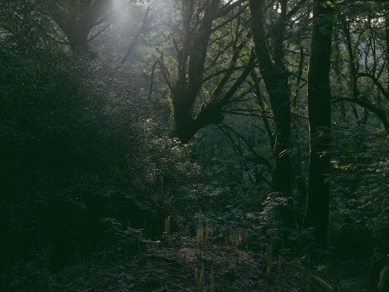 © Maria Oliveira - Image from the Bone Foam photography project