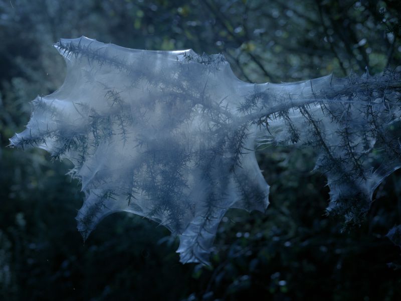 © Maria Oliveira - Image from the Bone Foam photography project