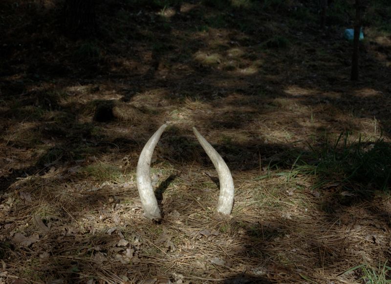 © Maria Oliveira - Image from the Bone Foam photography project