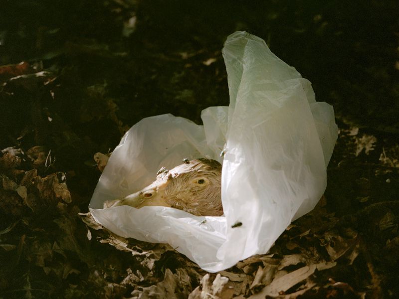 © Maria Oliveira - Image from the Bone Foam photography project