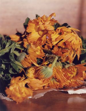 Olvido Pa' Recordar (Forget To Remember)