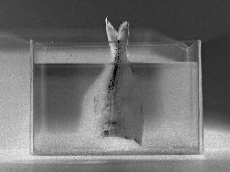 © Faysal Zaman - Image from the Red photography project