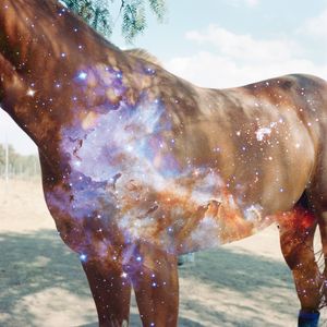 Building a Visual Equestrian Encyclopedia