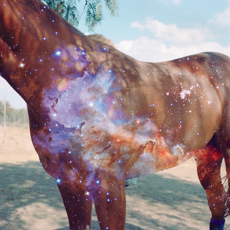 Building a Visual Equestrian Encyclopedia