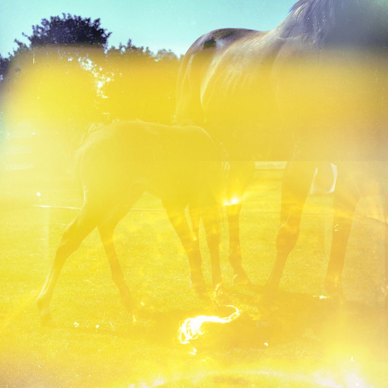 Building a Visual Equestrian Encyclopedia