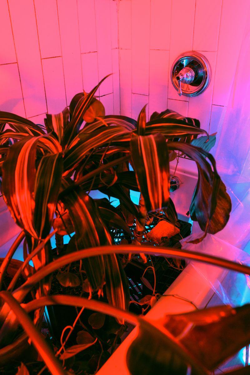 Looking for Love in the Context of a Global Lockdown