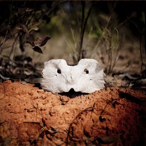 Documenting the Destruction of Brazil's Cerrado Ecosystem