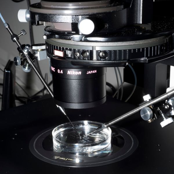 Questioning the Innate Human Need to Reproduce