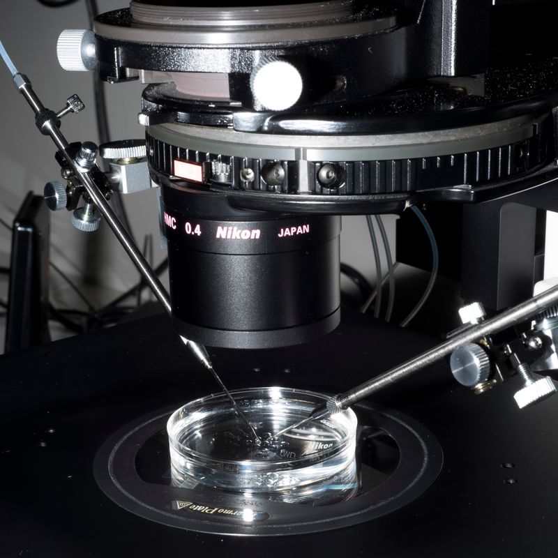 Questioning the Innate Human Need to Reproduce