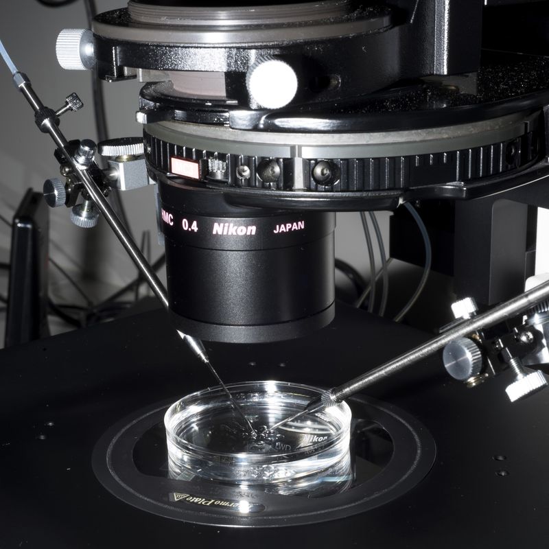 Questioning the Innate Human Need to Reproduce