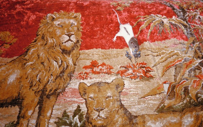 © Sofía Ayarzagoitia, from the series, Every night temo ser la dinner