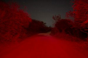 Survival Instincts in a Violent and Fragile World