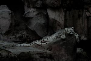 Fictionalising the Natural Habitats of Animals