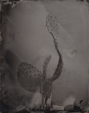 A Typological Study of Japanese Cacti