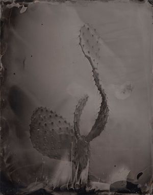 A Typological Study of Japanese Cacti