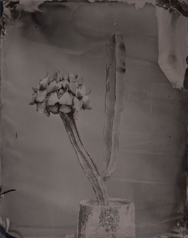 © Ryo Ohwada, from the series, Qusamura-Honzo