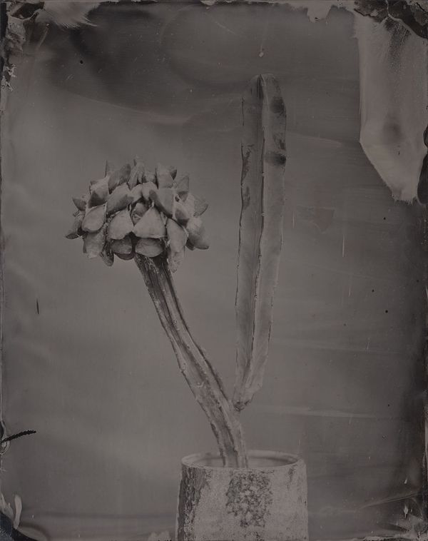 © Ryo Ohwada, from the series, Qusamura-Honzo