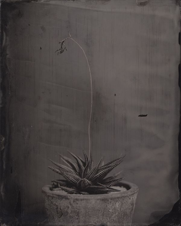 © Ryo Ohwada, from the series, Qusamura-Honzo