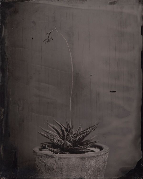 © Ryo Ohwada, from the series, Qusamura-Honzo